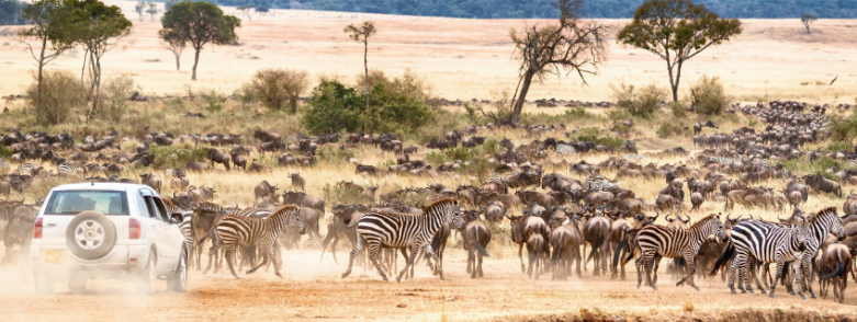 A day on safari unfolds typically; it’s what you see that continually changes!