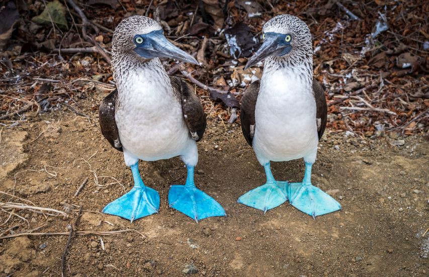 Galapagos wildlife looks the same whether you visit by land or sea!